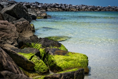 The sea moss on the rocks
